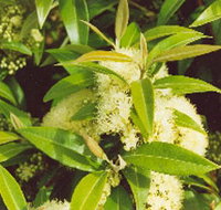 Tumbeela Native Bushfoods - ACT Tourism