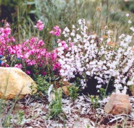 Stokes Bay Bush Garden - ACT Tourism