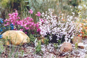 Stokes Bay Bush Garden - ACT Tourism 0