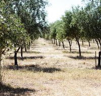 Talinga Grove Olive Oils - ACT Tourism