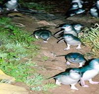 Penneshaw Penguin Centre - ACT Tourism