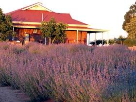Bella Lavender Estate - ACT Tourism 0