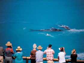 Nullarbor SA ACT Tourism