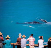 Whale Watching At Head Of Bight - ACT Tourism