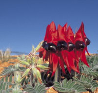 Alan Mclellan Lookout - ACT Tourism