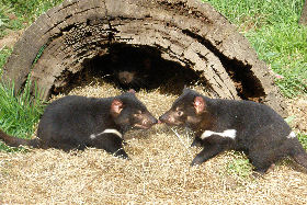 Wing's Wildlife Park - ACT Tourism 0