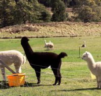 Maydena Country Cabins Accommodation  Alpaca Stud - ACT Tourism