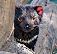 Trowunna Wildlife Sanctuary - ACT Tourism