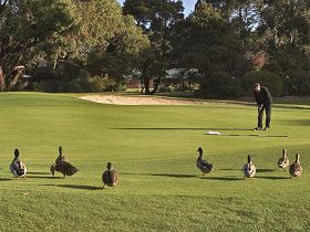 Royal Hobart Golf Club - ACT Tourism 0