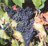 Darlington Vineyard - ACT Tourism