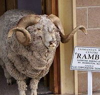 Tasmanian Wool Centre - ACT Tourism