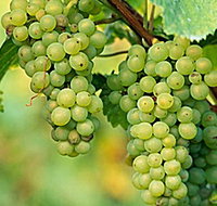 TP Vineyards - ACT Tourism