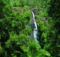 Kondalilla National Park - ACT Tourism