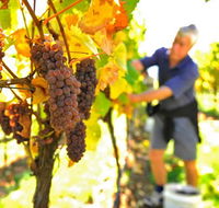 Native Point Wines - ACT Tourism