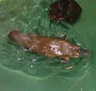 Platypus House - ACT Tourism