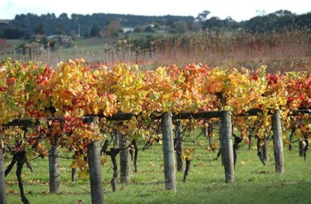 Apsley Gorge Vineyard - ACT Tourism 0
