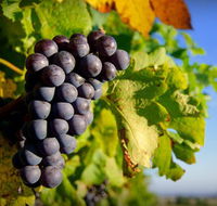 Panorama Vineyard - ACT Tourism