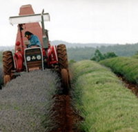 Bridestowe Lavender Farm - ACT Tourism