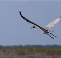 Gayngaru Wetlands Interpretive Walk - ACT Tourism