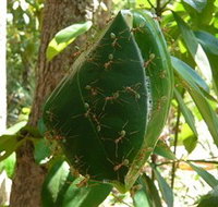 Greenant Creek Walk - ACT Tourism