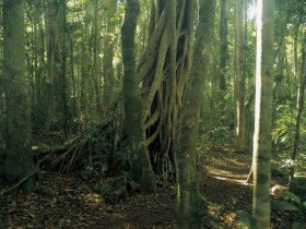 Beechmont QLD ACT Tourism
