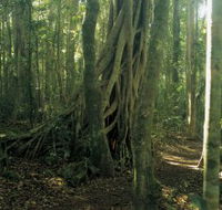 Lamington National Park Binna Burra Section - ACT Tourism