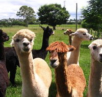 Banyandah Alpacas - ACT Tourism