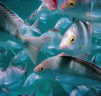 Wolf Rock Dive Site - ACT Tourism