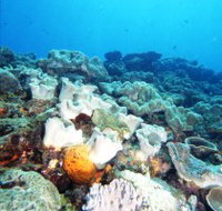 Mudjimba Old Woman Island Dive Site - ACT Tourism