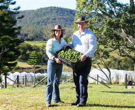 Hinterland Feijoas - ACT Tourism 0