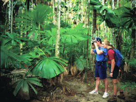 Mount Sorrow Ridge Trail, Daintree National Park - ACT Tourism 0