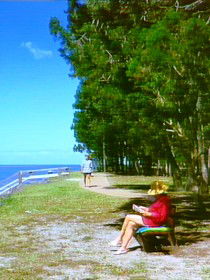Melaleuca Track - ACT Tourism 0