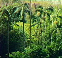 Fern Tree Pool and Giant's Chair Circuit - ACT Tourism