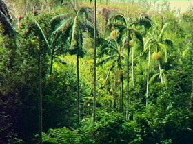 Fern Tree Pool And Giant's Chair Circuit - ACT Tourism 0