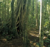 Mount Bithongabel - ACT Tourism