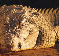 Koorana Crocodile Farm - ACT Tourism