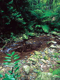 Wompoo Walk - ACT Tourism 0