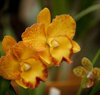 Queens Park - Orchid House - ACT Tourism