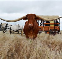 Texas Longhorn Wagon Tours and Safaris - ACT Tourism