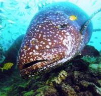 Lady Musgrave Island Dive Sites - ACT Tourism