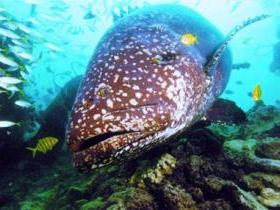Lady Musgrave Island Dive Sites - ACT Tourism 0