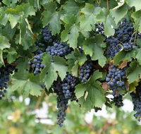 South Burnett Wine Trail - ACT Tourism