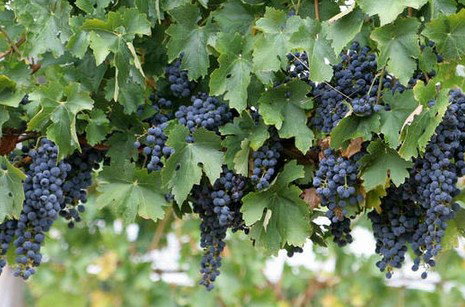 South Burnett Wine Trail - ACT Tourism 0