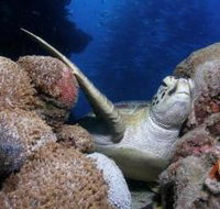 Light House Bommie Dive Site - ACT Tourism