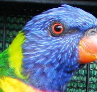 Fraser Coast Wildlife Sanctuary - ACT Tourism