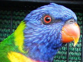 Fraser Coast Wildlife Sanctuary - ACT Tourism 0