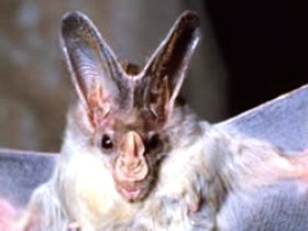 Mount Etna Caves National Park - ACT Tourism 0