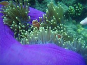 The Lady Bowen Dive Site - ACT Tourism 0