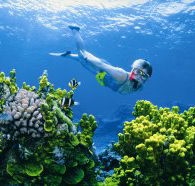 Wheeler Reef Dive Site - ACT Tourism