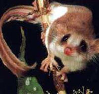 Carrowong Fauna Sanctuary - ACT Tourism